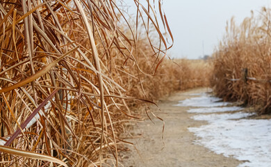 Fototapeta premium ears of wheat in the wind