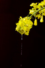 rapeseed flowers on a black background. rapeseed oil from rapeseed flowers