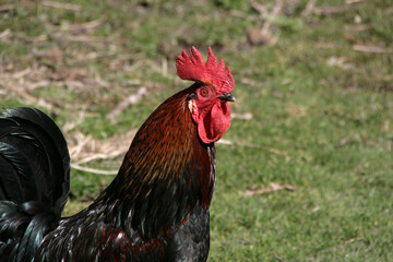 Rooster in farm yard