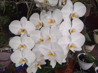 White Moth Orchid Flowers Hanging on The Tree