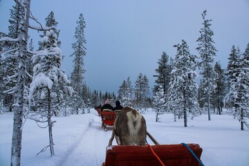 Fototapeta na wymiar Preparing the Reindeers for the next sledge ride through the peaceful forests of finish Lapland in winter