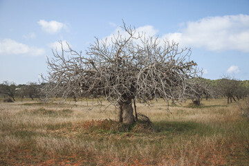 Willow tree in the field