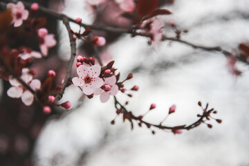 Pink cherry blossom in spring
