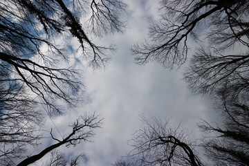 Looking up dead tree with cloudy sky
