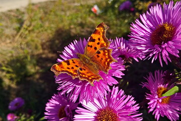 monarch butterfly on flower