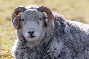 Sheep Lying in a Sunny Field