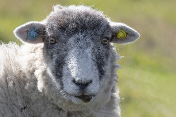 Sheep Lying in a Sunny Field