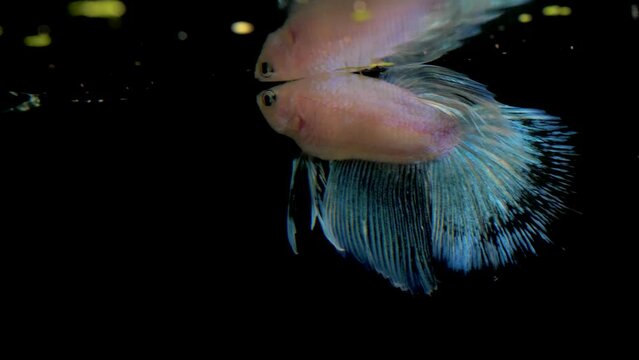 pex betta plackat splenders blue, lilac and white looking at its reflection on black background