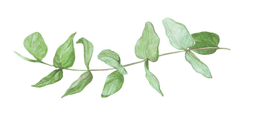 Fototapeta na wymiar watercolor illustration green eucalyptus twig, silver williams for decor, elegant invitations in eco and boho style, stickers, scrapbooking, floristry
