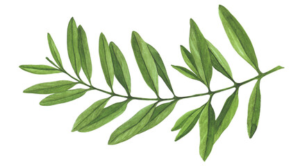 watercolor illustration green olive branch, for decoration, elegant invitations in eco and boho style, stickers, scrapbooking, floristry