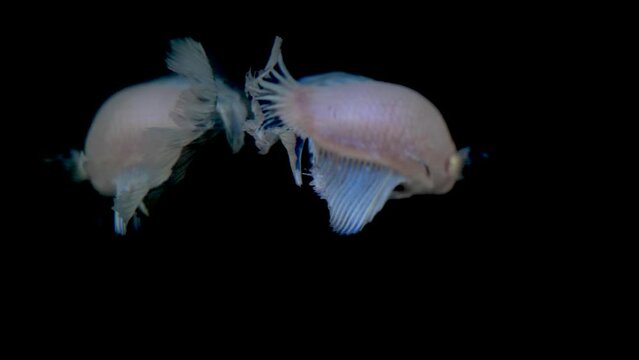 pex betta plackat splenders blue, lilac and white looking at its reflection on black background