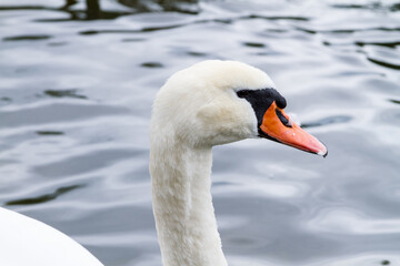 Mute swan