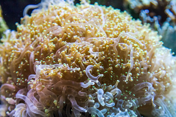 Naklejka na ściany i meble Close up view of beautiful glowing sea anemone