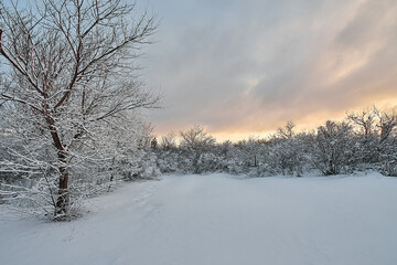 Beautiful tree in winter landscape in snowfall