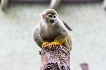 Squirrel Monkey Crouching on Top of Tree Stump