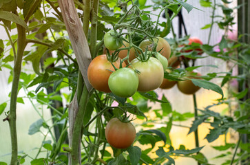 Green and red tomato harvest on the branch in the garden
