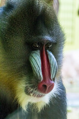 Male Mandrill with Red and Blue Face Markings