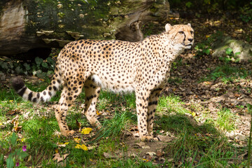 Cheetah standing sideways in sunlight