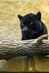 Black panther in a zoo enclosure