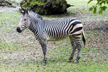 Striped black and white African zebra