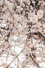 Kirschblüten. Kirschblütenbaum, Frühling, Natur, Pflanze, Baum, Spring, Cherry blossom, Japanische Kirschblüte