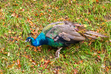 Iridescent blue peacock walking on grass