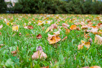 Scattered brown autumn leaves on green grass