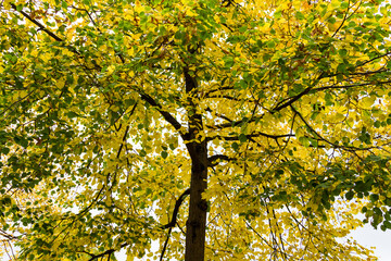 Picture of some trees in nature