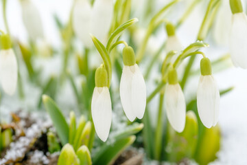 snowdrops grow from under the snow in early spring