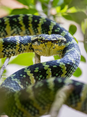 Wagler's Pit Viper (Tropidolaemus wagleri) photographed at Dairy Farm Nature Park, Singapore