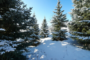 Beautiful tree in winter landscape in snowfall