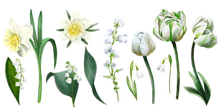 Set of spring flowers including white tulips and daffodils