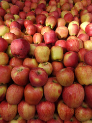 Apples  on a farmers market stall in the Aegean coastal town Turgutreis, in Bodrum, Turkey.    