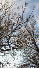 Fototapeta na wymiar texture of spring branches against blue sky