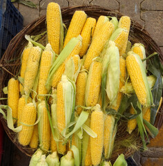 Fresh corn cobs on a farmers market stall in the Aegean coastal town Bodrum, Turkey.  