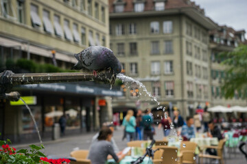 Obraz premium Pigeon sur une fontaine