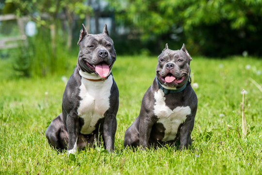 Premium Photo  American bully dog with gold chain on black background  generative aixa