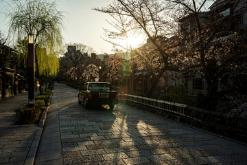 春の京都・桜の咲く祇園白川、朝の石畳の街並み