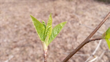 There are young green leaves on a thin branch. Nature comes to life in spring. Willow tree.