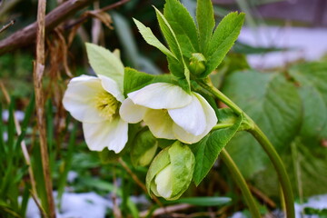 Helleborus caucasicus in the garden in early spring