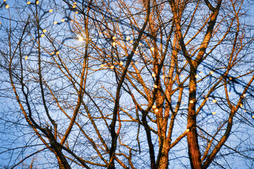 rope lights as decoration high above street