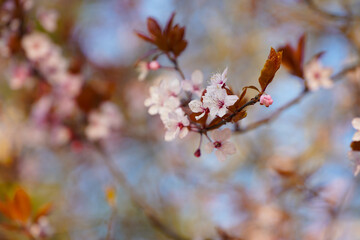 Spring in Paris, France. Beautiful view with the blossom spring flowers on a tree at the bottom of the Eiffel Tower landmark. photo during the day.