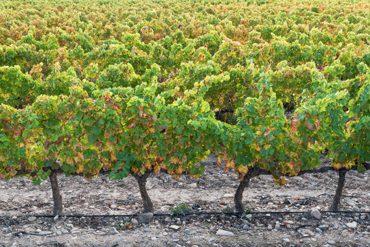 Vineyard with autumn leaves, Navarra