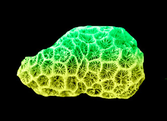Coral isolated on black background © Dmitry