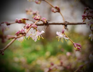 Obraz premium Lonicera fragrantissima in early spring