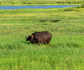 a single african buffalo grazing in the meadow by the river, Chobe National Park, Botswana
