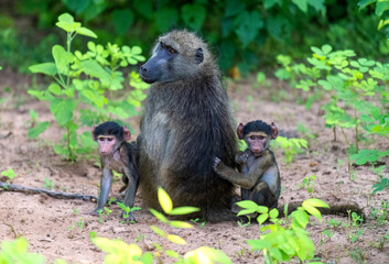 adult baboon with two small baboon babies, Chobe National Park, Botswana