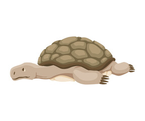 Turtle character. Land turtle. Wildlife animal in shell. Flat vector illustration isolated on white background