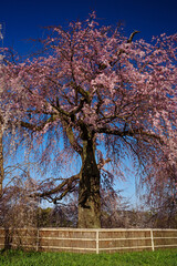 京都丸山公園・祇園枝垂桜　2021