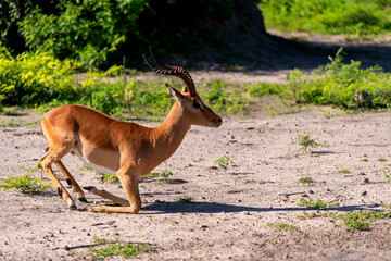 kneeling springbok antelope on the road, Chobe, Botswana